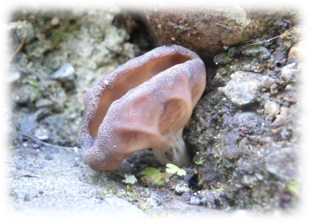 きのこの話。 - ほぼ日刊イトイ新聞