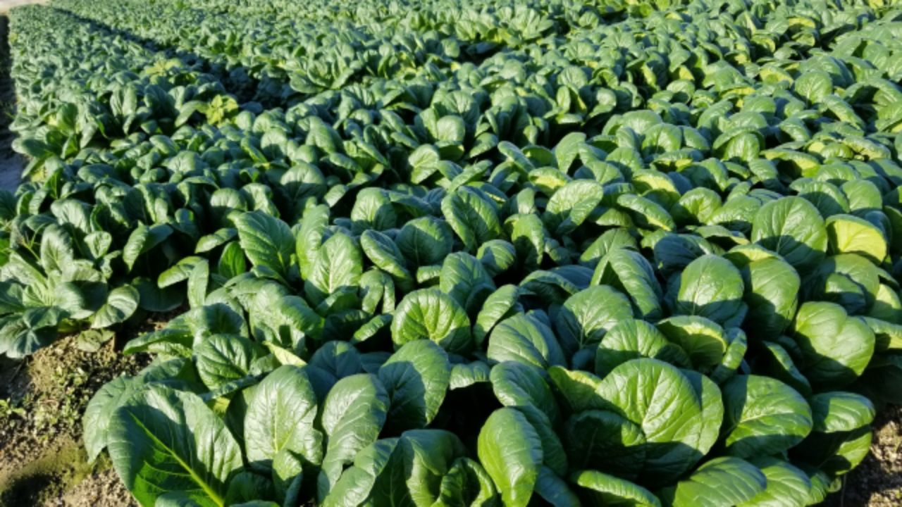 緑黄色野菜ってどんな野菜のこと？野菜不足対策とおいしく毎日の食事に取り入れるコツ！│健康食品通販のファンケルオンライン