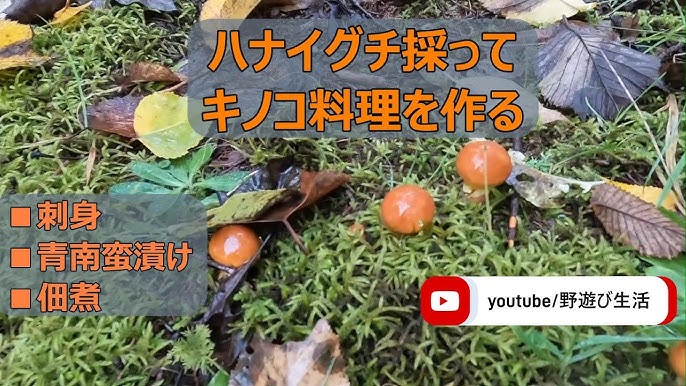 キノコ２７』新千夜一夜物語 第８７８話結城滉二の千夜一夜