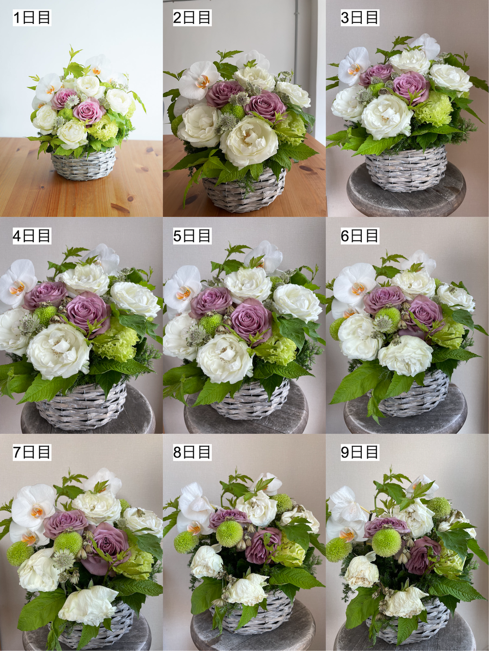 生花1輪の赤いバラ箱入り 1本の薔薇 花束 BOX入りギフト サムライ08 誕生日・記念日・プロポーズに贈るバラ