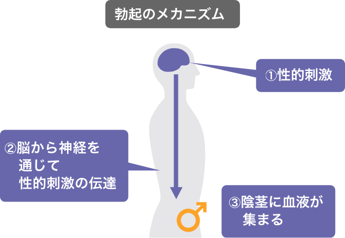 彼氏がすぐに勃つ！その原因と勃ちやすい男性心理とすぐ勃起の対処法【ラブコスメ】