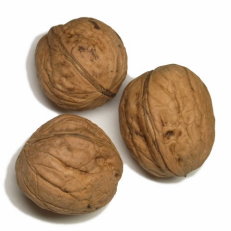 オニグルミとカシグルミ四季の森ニュース八ヶ岳・原村の別荘地探し、土地・別荘地・仲介物件情報