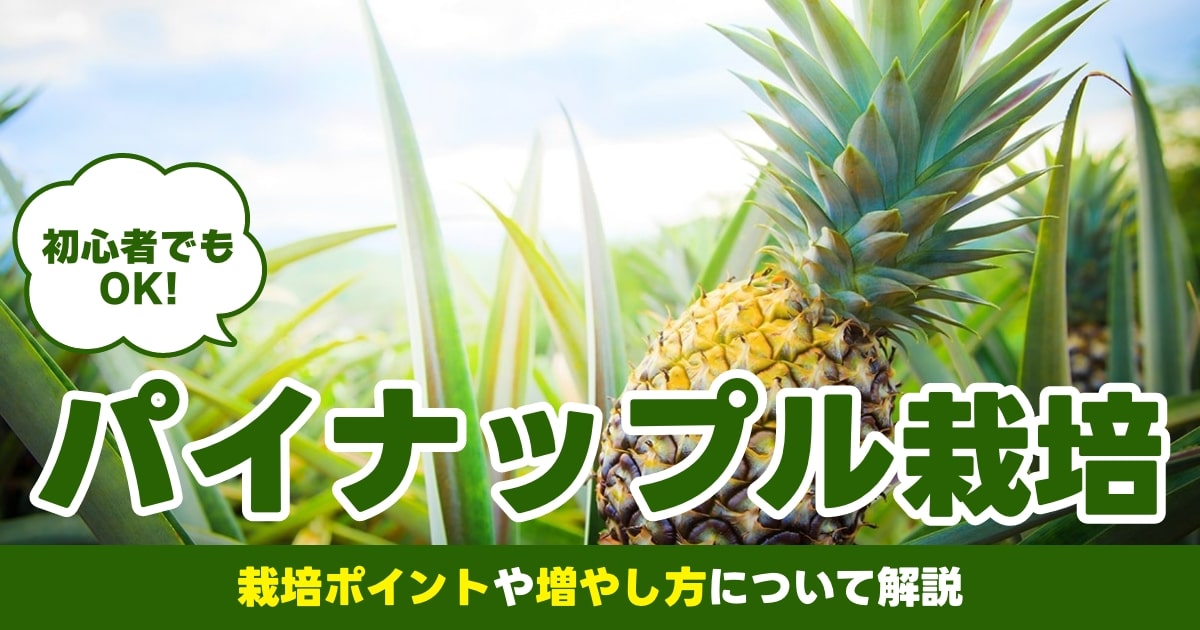 リボベジのプロから学ぶパイナップルを再生栽培するコツと冬越しの方法マイナビ農業