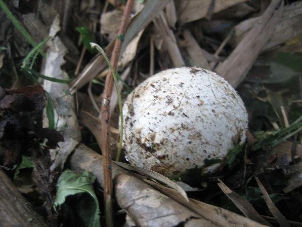 秋の味覚！スッポンタケの幼菌 栗拾いをしていたら、見つけた！ スッポンタケは食べられるキノコ そして幼菌は、スッポンタケになる前に何かの卵？みたいな形で現れる キノコなのにシャキシャキ食感が面白い まずは、ポン酢で だけど誰も食べてくれないので こっそり夕飯