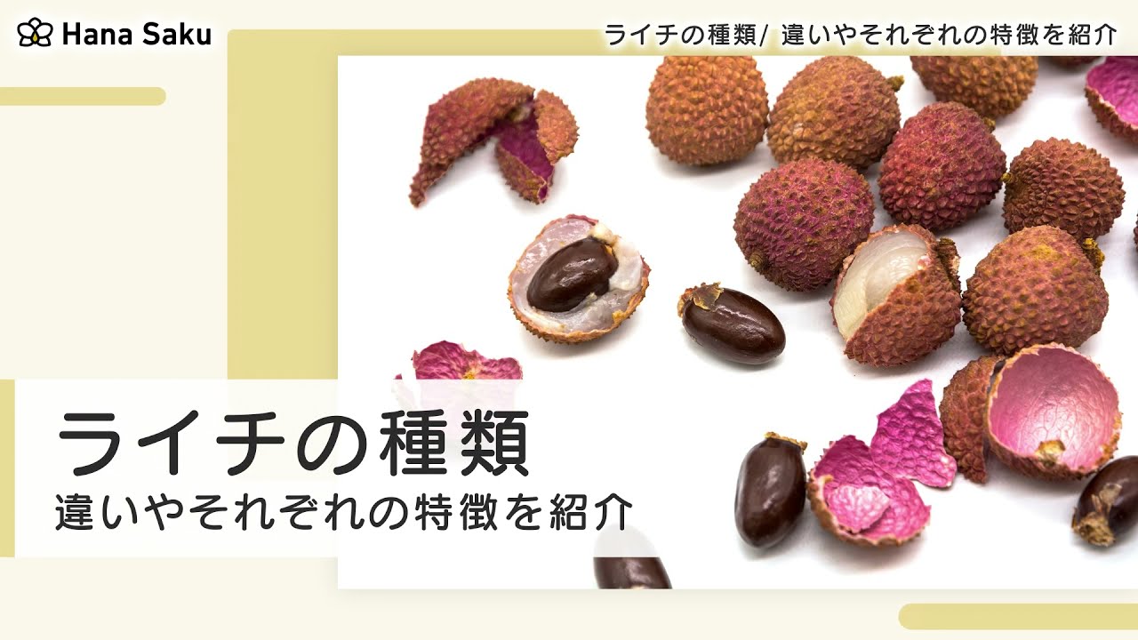 ライチとれたて大百科食や農を学ぶJAグループ