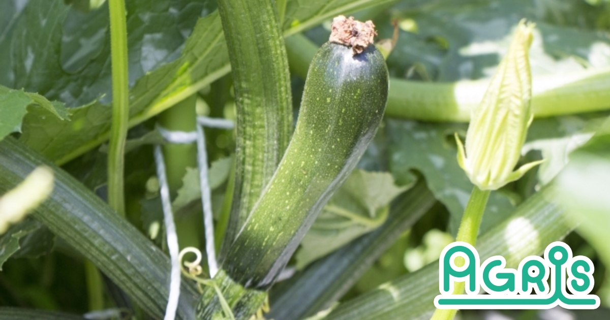 ズッキーニを病気から守る！知っておくべきズッキーニの病気6つとその対策産直プライム.labブログJA連携！産地直送通販なら産直プライム