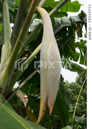 黒いバナナは食べても平気？皮や果肉が黒ずむ理由と腐ったバナナとの見分け方 - トクバイニュース