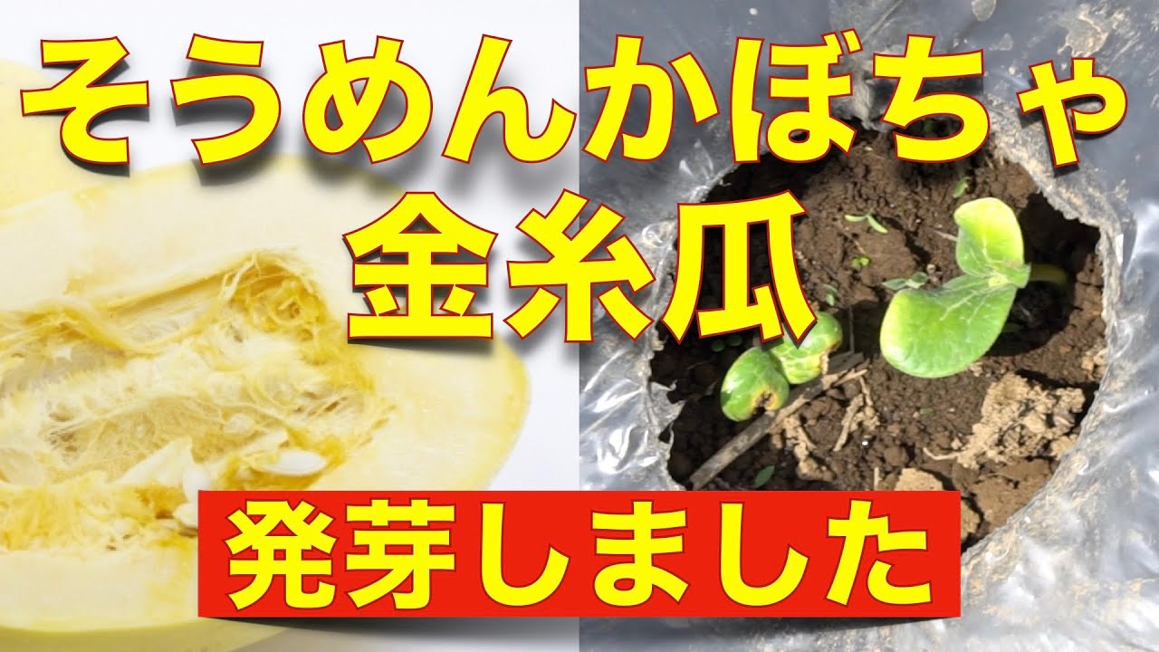 そうめんカボチャ」の収穫です。のうえん