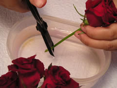 バラのドライフラワーの飾り方とは?簡単にできる作り方もご紹介花と笑顔を暮らしのそばに − はなのわ