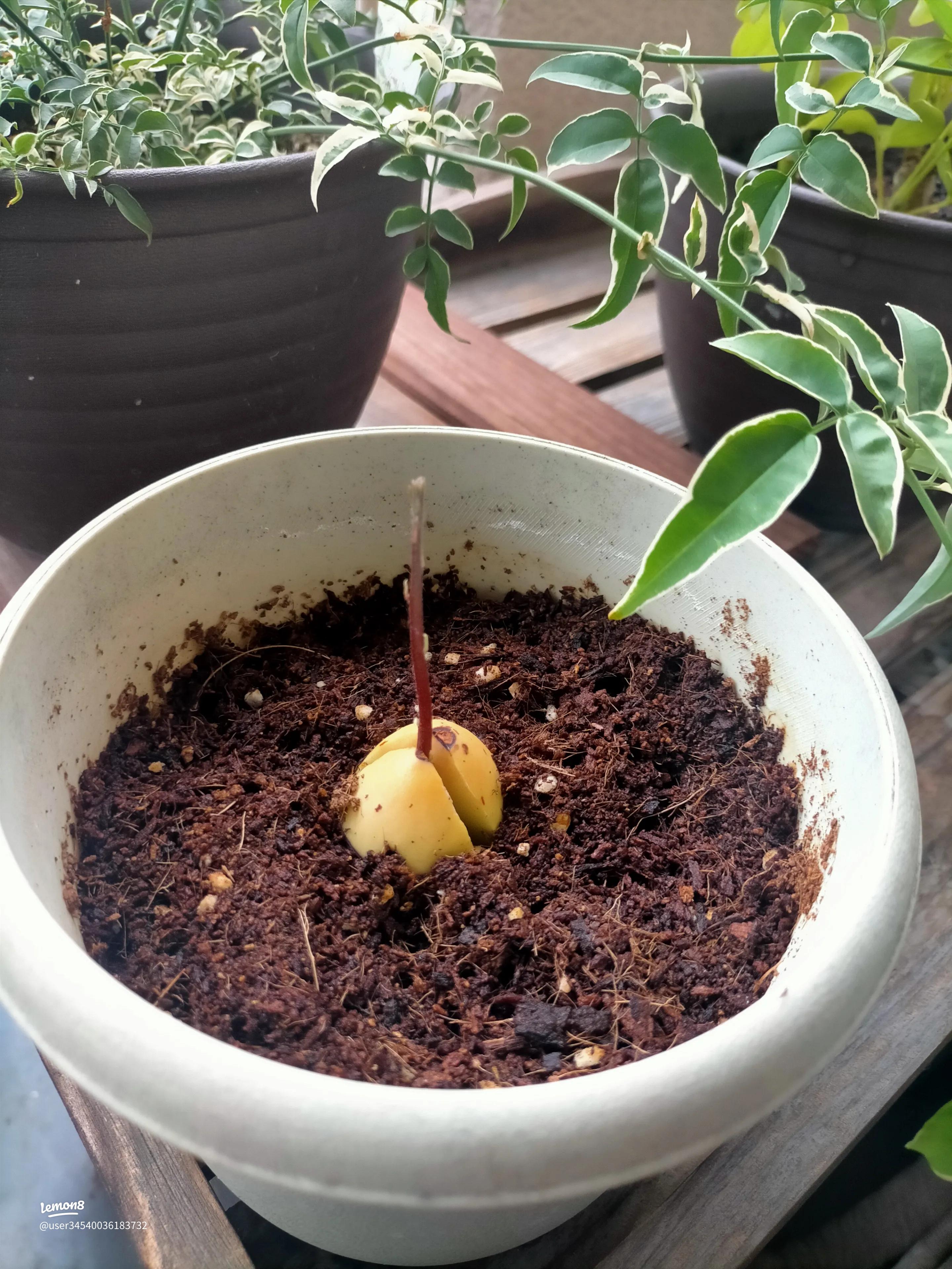 三年目のアボカドが間延びしています。剪定方法を教えてください。よろし- Yahoo!知恵袋