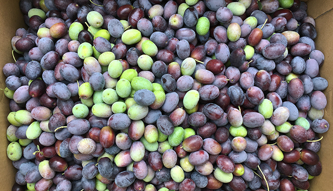 Vlog 12 グリーンオリーブの収穫時期はいつ? ハーブ果樹