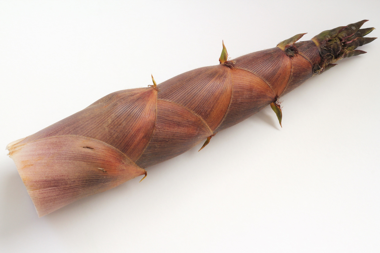 今はこれが旬！：たけのここんばんわ🙌 今日はとても暖かい1日でしたね！肌でも春を感じられ、とても過ごしやすい1日になったのでないでしょうか☺️？ ぜひ、味覚でも春を感じでみませんか？ そんな春の旬といえば、山菜！そして たけのこ！ 道の駅うきはでもたけのこ