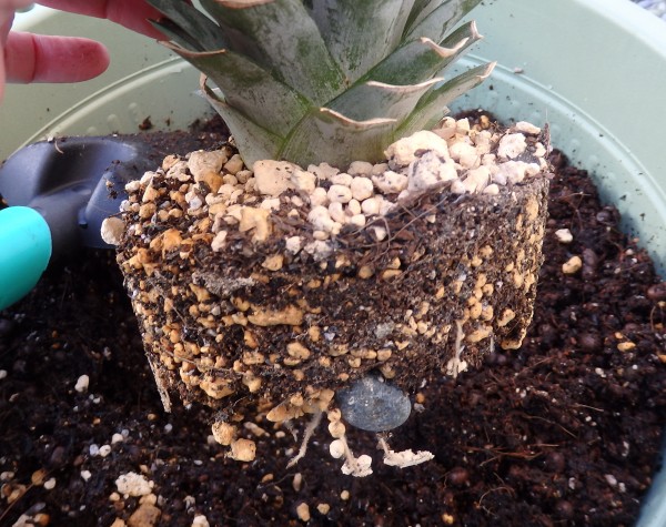 パイナップルは家庭で育つ! クラウン挿し栽培で果実を収穫GardenStoryガーデンストーリー