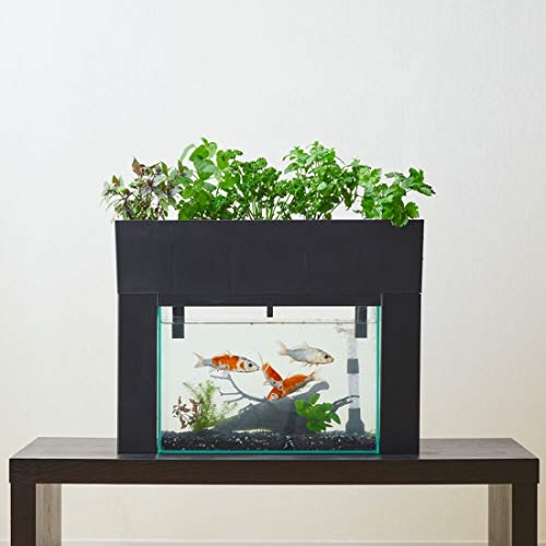 熱帯魚水槽で水耕栽培 収穫&調理hiroのノンビリ日記