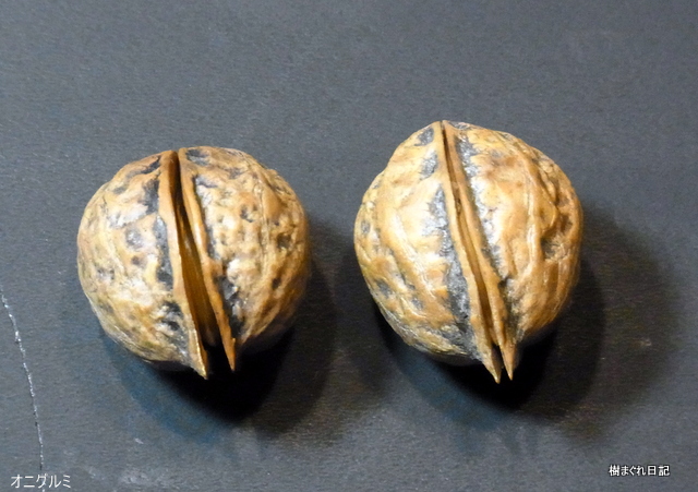 カシグルミ山のオニグルミと違いくるみ畑のカシグルミは時期が来るとこんな風にパカッと口を開きます。後は風が吹いて中の実が落ちるのを待つばかり😉🍃🍃🍃🍃🍃🍃🍃🍃🍃🍃 クルミを食べて今日も元気＆キレイ😉 くるみのお店くるみっくる ➡️ @kurumi296 https