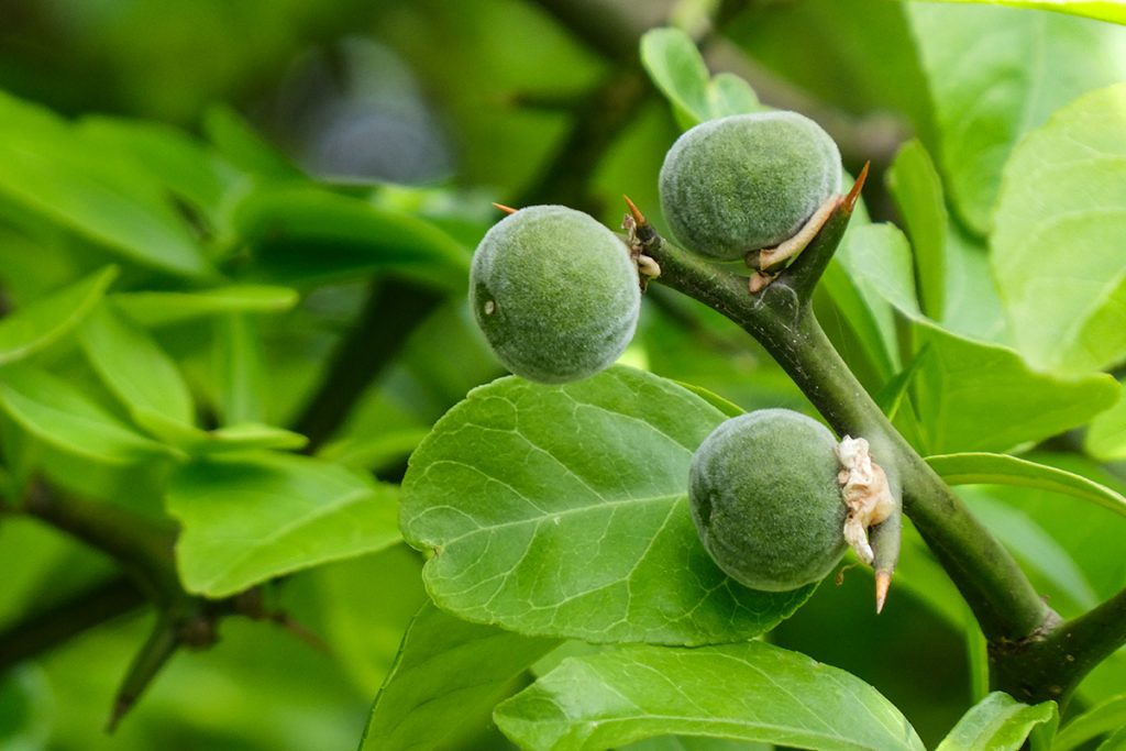 カラタチ - 庭木図鑑 植木ペディア