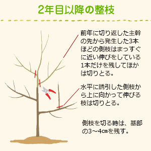 目のりんご」の4.9万点のロイヤリティフリー画像、写真素材、絵Shutterstock