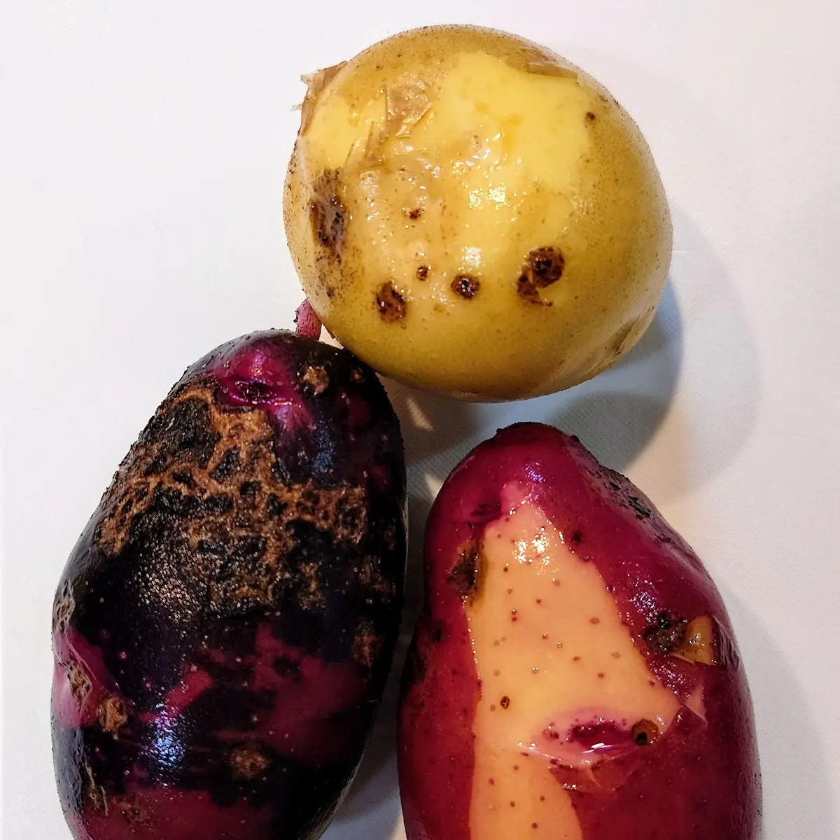 ジャガイモの害虫コロラドハムシ ＝ ドイツ人 - エスカルゴの国から