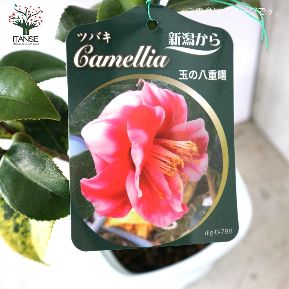 椿園オンラインショップ五色八重散椿・ごしきやえちり