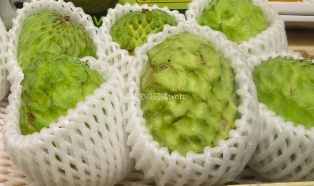 緑色の果物果物の図鑑web