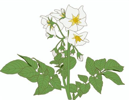 畑 花 ジャガイモ 葉のイラスト素材 - PIXTA