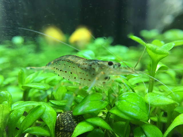 アクアポニックスで水換え回数は減るのか育てられる魚や植物・野菜をご紹介東京アクアガーデン