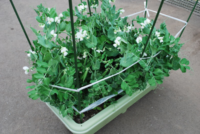 国華園オンラインショップ種 野菜たね マメ エンドウ サラダスナップ豌豆