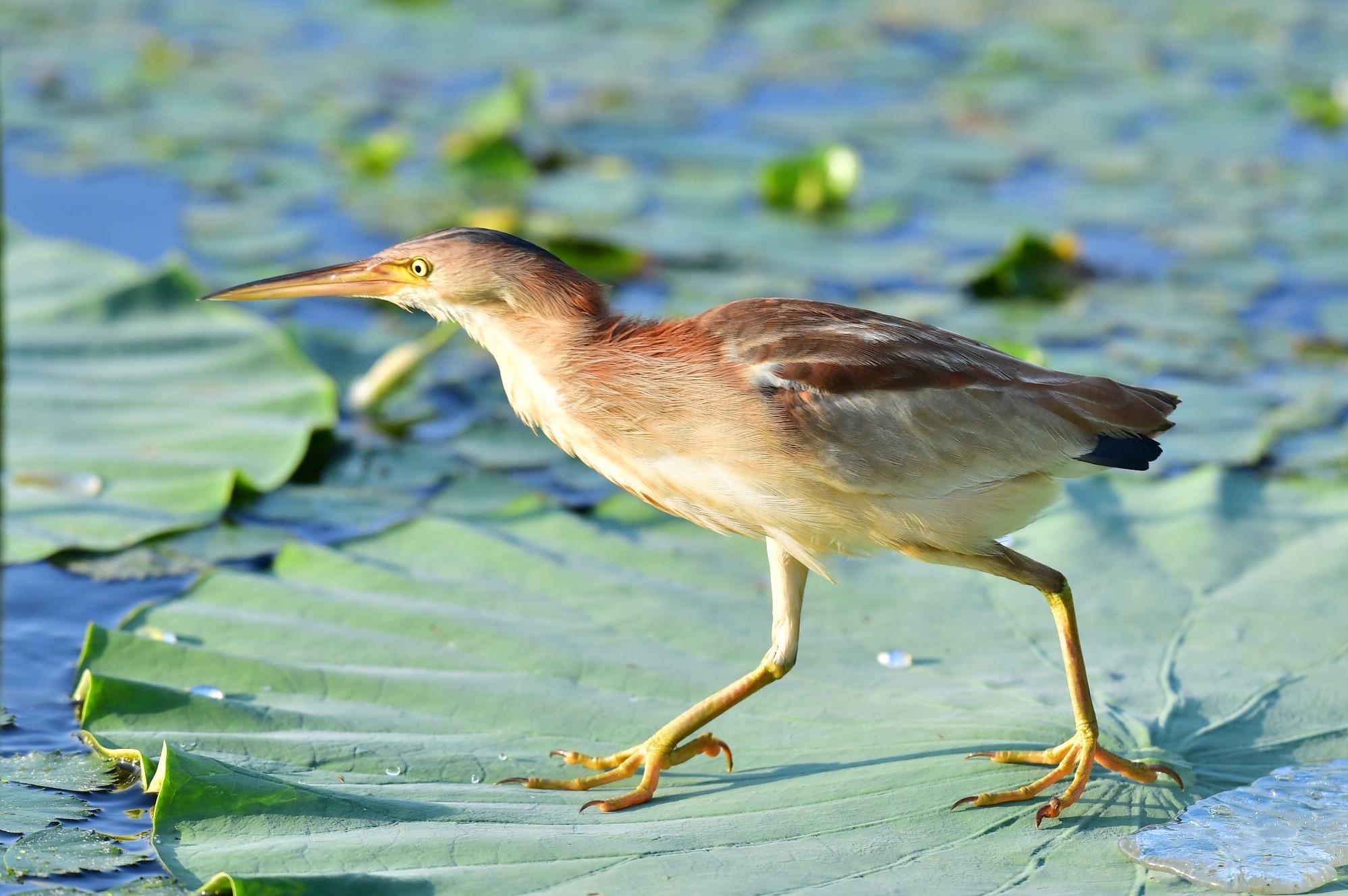 簡単焼きみょうがレシピ旨みを引き出す時短料理