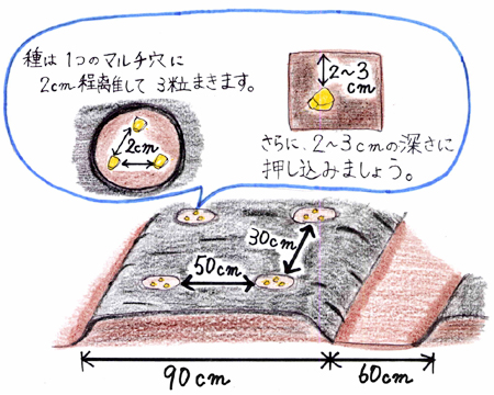 ミニトマトのポット上げとトウモロコシとネギの種まき - 野良の人の家庭菜園