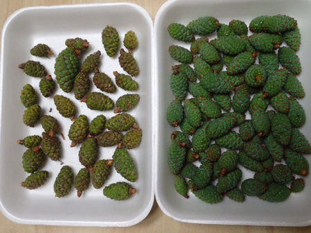 241204 森のエビフライ🍤 リス🐿️さんが 松ぼっくりの種子を食べると 最後にこんな形になるんです♪ 森🌳などを歩いているとよく落ちてる事があります♪ 皆さんも探してみて下さい😁松ぼっくり森のエビフライもりの案内人道の駅道の駅ふくしま東和福島県