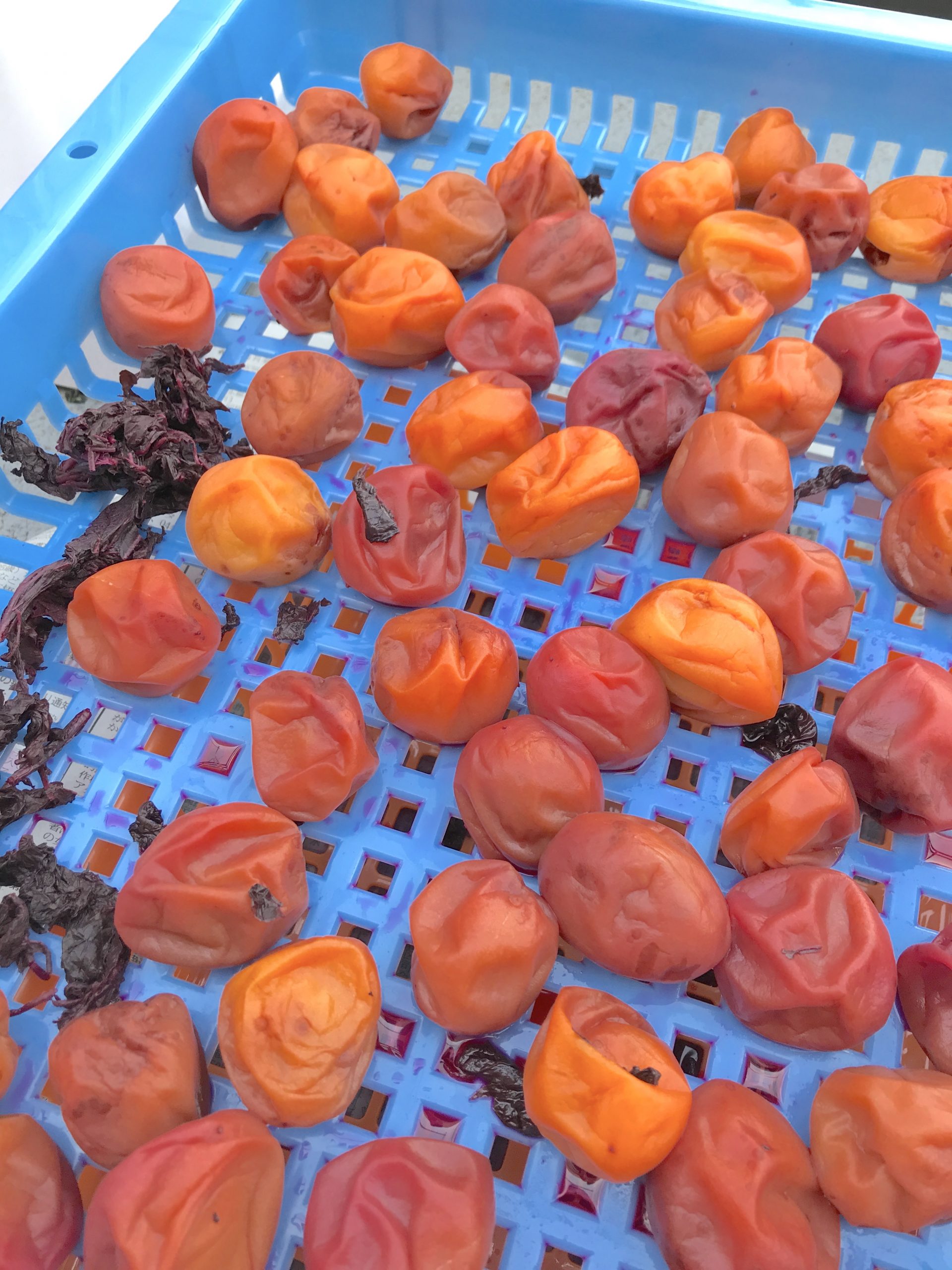 干さない梅干し!?」梅干し作りのハードルがグンと下がる『漬けっぱなしの梅漬け』に挑戦！クックパッドニュース