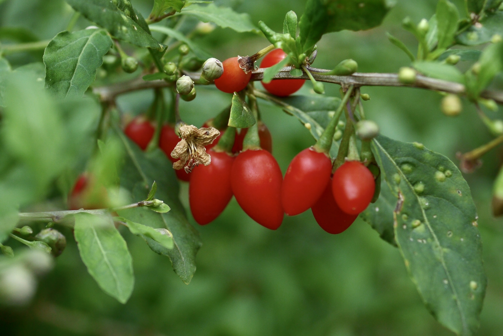 クコの実とは?栄養素たっぷりのスーパーフード!おすすめの食べ方とレシピ富澤商店 Column