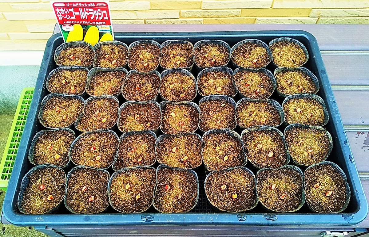 スイートコーンイラスト家庭菜園調べるタキイ種苗株式会社