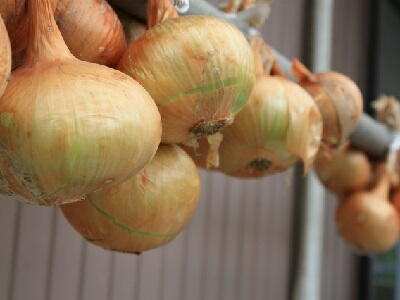 ホーム玉ねぎの育て方howto情報