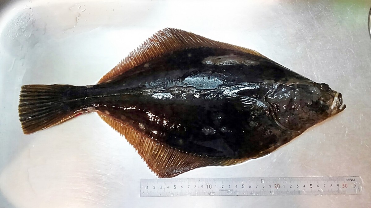 ヒラメとカレイの違いとは？それぞれの特徴とさばき方・絶品レシピも紹介HANKYU FOODおいしい読み物フード 食品・スイーツ 阪急百貨店公式通販 HANKYU FOOD