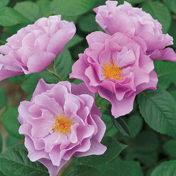 紫のコールラビ1.5kg：長崎県産のその他茎野菜食べチョク産地直送 産直 お取り寄せ通販 - 農家・漁師から旬の食材を直送