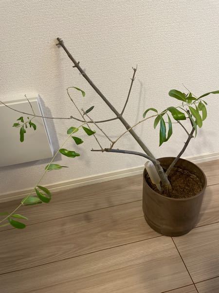 オリーブの木が、すごく伸びてきました。横に伸びまくるので、元気- Yahoo!知恵袋