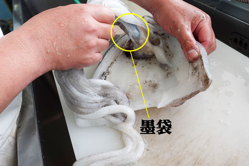 ハサミで簡単 アオリイカのさばき方最短5分で誰でもできる！－釣猿TSURI-ZARU