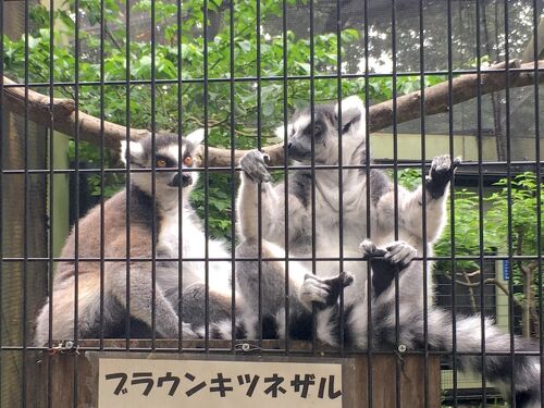 アクセス｜ピアース武蔵小杉｜神奈川県川崎市中原区の新築分譲マンションならモリモト