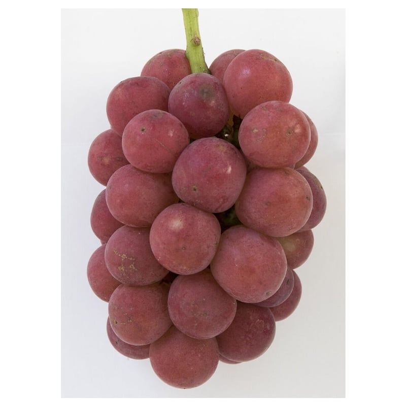 ぶどう~ゴルビー一般社団法人 南アルプス市観光協会