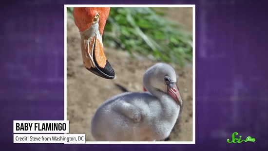 フラミンゴの生態は!?色がピンクなのはなぜ?ペット総合情報ブログ-ペットハイム