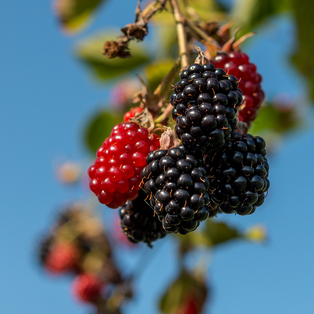 ブラックベリーの美味しい食べ方やレシピとは？体にうれしい栄養がたっぷり！CHANOYU