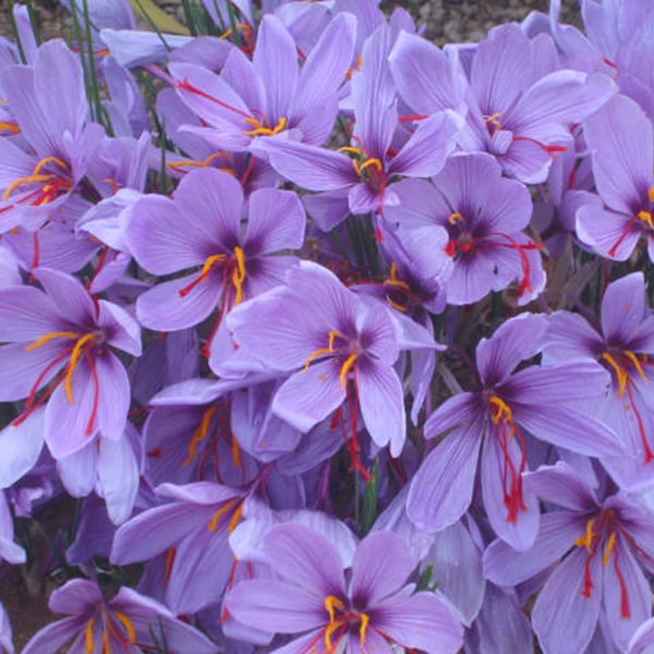 サフランの代用で失敗しないコツ基本と選び方を料理別に徹底解説 - PLANT LOUNGE ~ 観葉植物の部屋