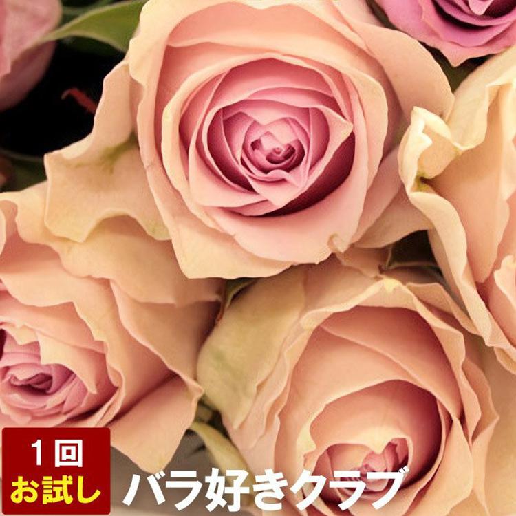 花 定期便 バラ好きクラブ 1回分お試し バラの花 薔薇 ばら 生花 お花 誕生日 プレゼント ギフト 女性 母 退職祝い 宅配 配達 :FLEGRE 2号店 - 通販 - Yahoo!ショッピング