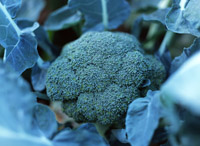 菜っ葉類の蒔き時です!│土と親しむ ~家庭菜園・農業応援歌~