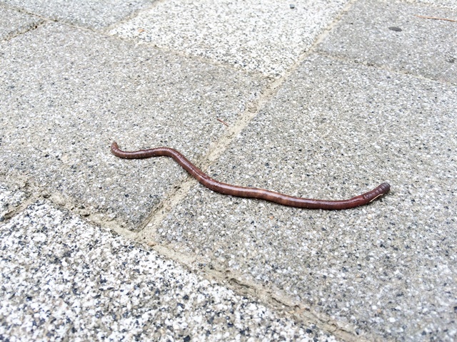 巨大なミミズ オオフサミミズ が採れたので蒲焼きで食べてみた野食ハンマープライス