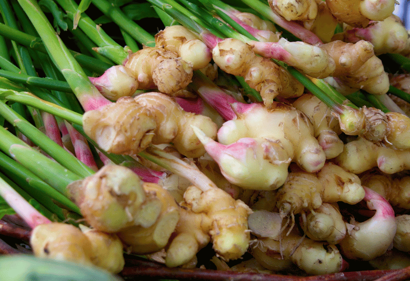 新生姜の旬の時期はいつ？産地や栄養成分、おすすめの食べ方をご紹介ふるなび公式ブログ ふるさと納税DISCOVERY