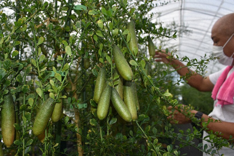 デカンタ と フィンガーライムJust do it