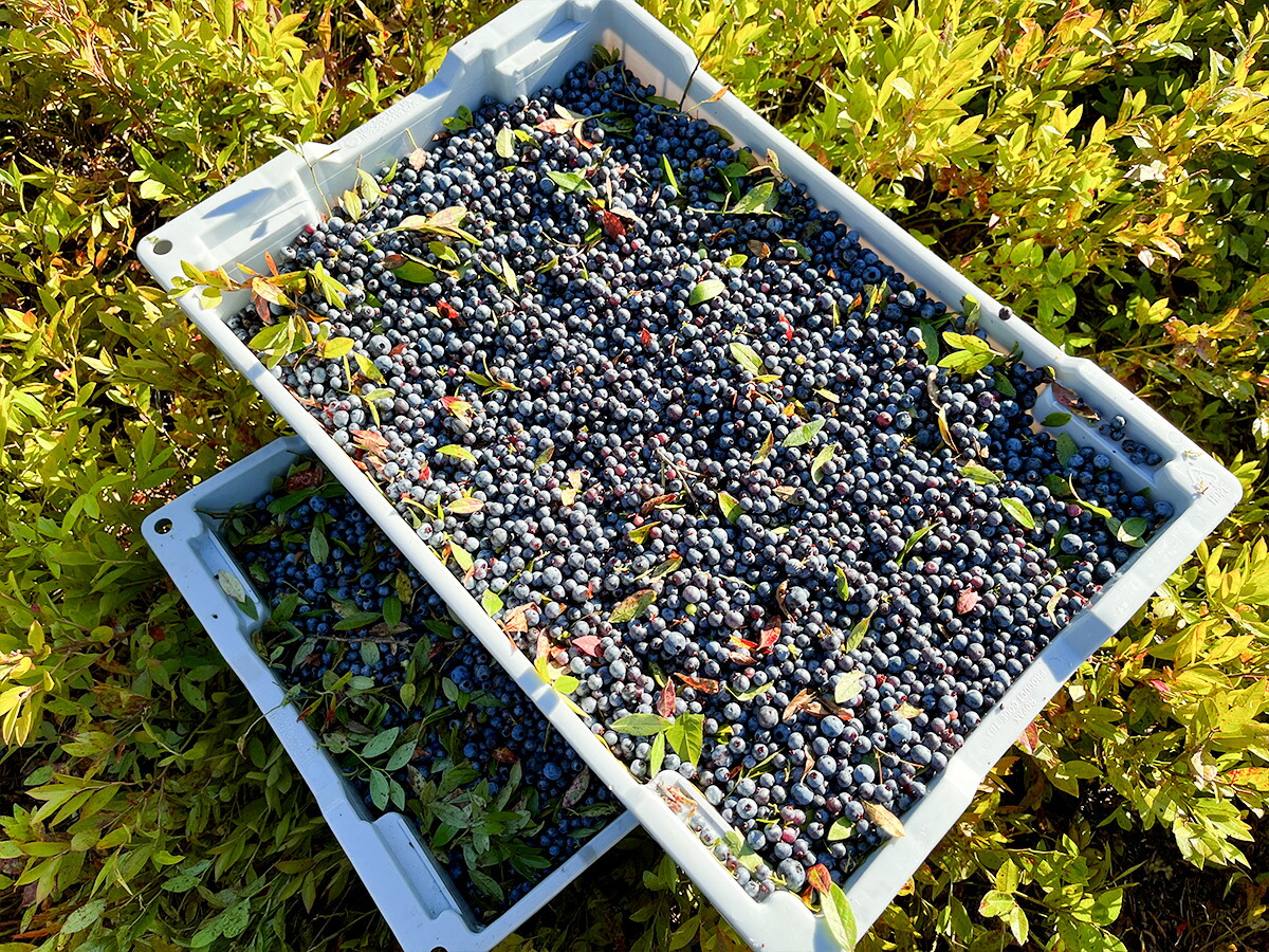 茂木町産 冷凍ブルーベリー 1kgブルーベリー 冷凍 フルーツ 果物 ベリー ジャム 朝食 ヨーグルト シャーベット ソース農園コトリのよりみち 栃木県 茂木町 ふるさと納税 ブルーベリージャム ブルーベリー酢 ブルーベリーソース フルーツ酢 ジャム 国産 八街産 八街