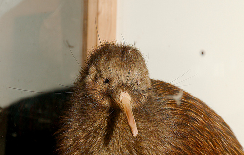 キーウィ」大阪万博がきっかけで日本に上陸した鳥いきものぐるり